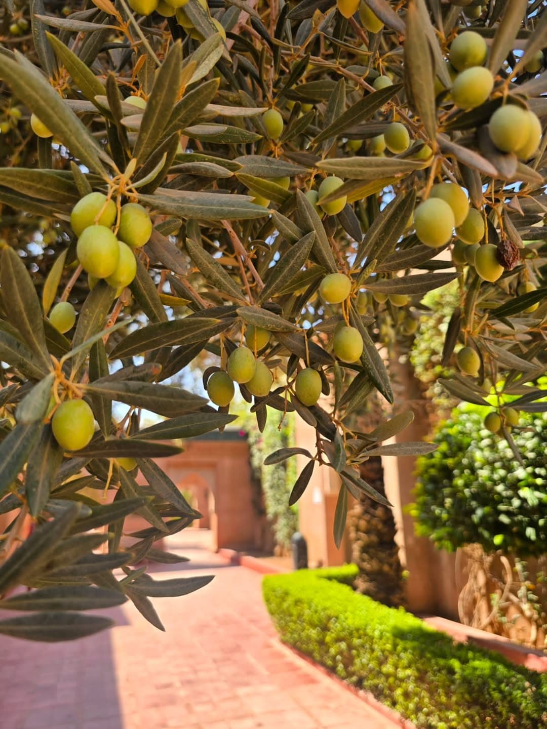 la Maison des Oliviers 5